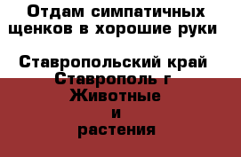 Отдам симпатичных щенков в хорошие руки - Ставропольский край, Ставрополь г. Животные и растения » Собаки   . Ставропольский край,Ставрополь г.